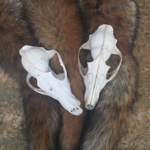 May include: Two white animal skulls with a brown and black fur background. The skulls are both facing forward and have a similar shape.