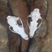 A Red Fox Skull for Craft Projects Bones Taxidermy Skulls Teeth 