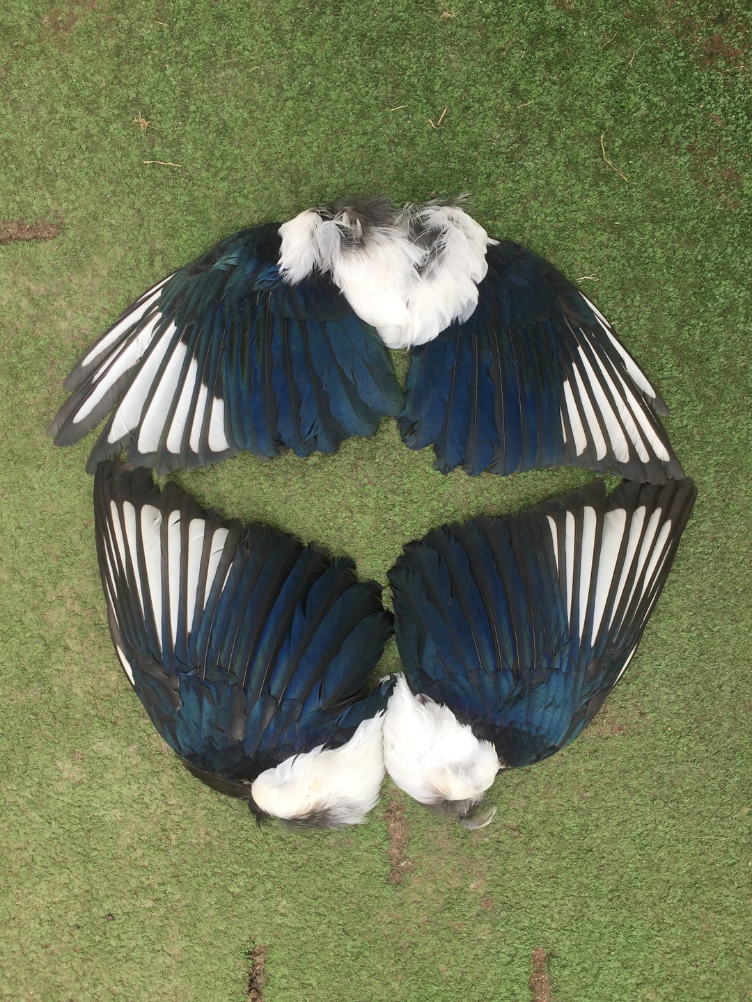 A Pair of Magpie Wings Perfect for Crafting. - Etsy