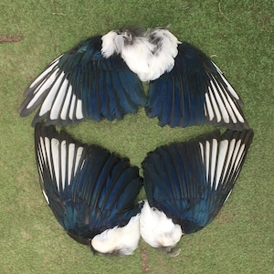Une paire d&#39;ailes de pie parfaites pour fabriquer.