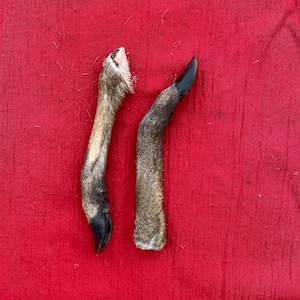 A pair of English Muntjac Deer feet