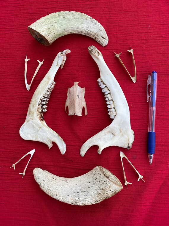 A Bird and Animal Bone Collection - Etsy A Bird and Animal Bone Collection - Etsy