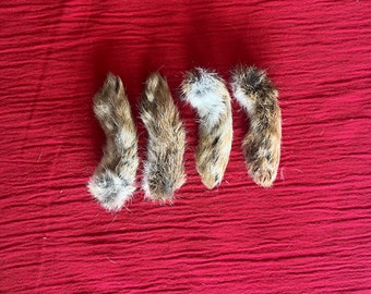 Wild English Rabbit Feet Lucky Foot Fur 4