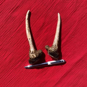 May include: Two light brown deer antlers with dark brown tips, lying on a red fabric surface. A silver pen is placed between the antlers for scale.