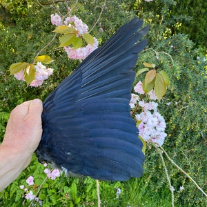 Genuine Crow Wing Smudging Fan