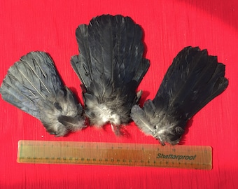Puede incluir: Tres plumas de pájaro de color gris oscuro y negro se muestran sobre una superficie roja. Se coloca una regla transparente con marcas de centímetros cerca de las plumas. Las plumas tienen forma de abanico.