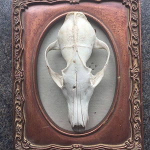 May include: A white animal skull is displayed in a brown ornate frame with gold accents. The skull is positioned in the center of the frame and is facing the viewer.