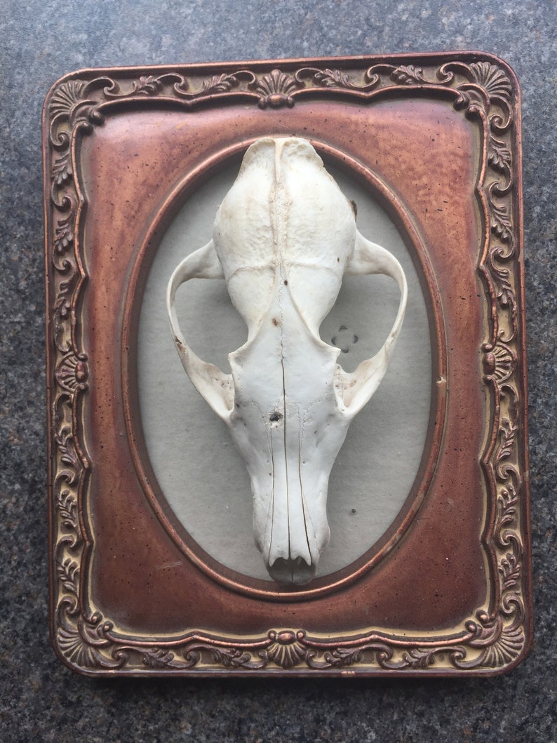 Two Red Fox Skulls for Craft Projects