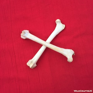 A Pair of English Wild Red Fox bones