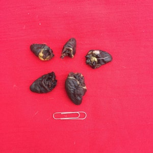 Five Preserved Bird Hearts