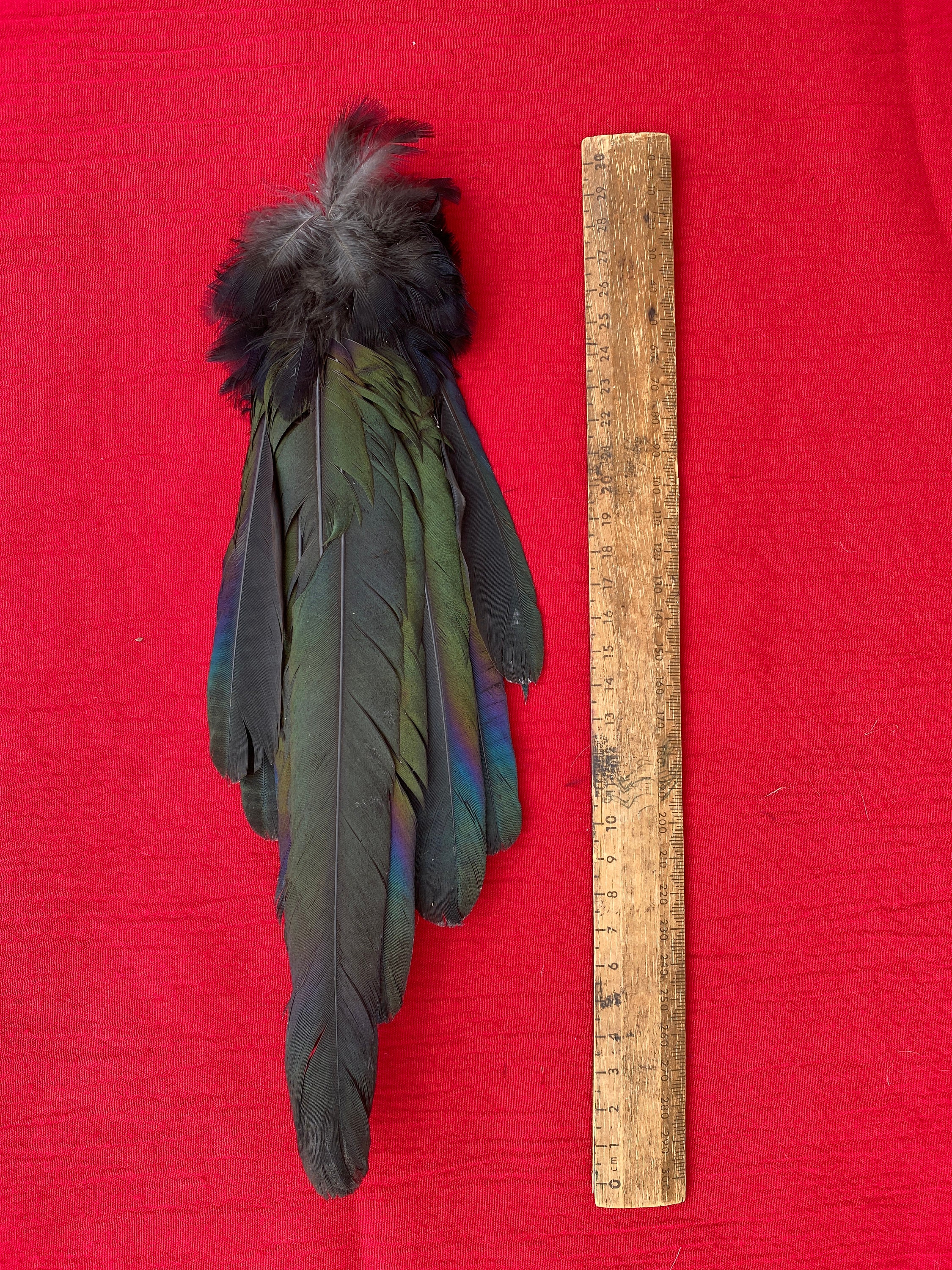 A Magpie, tail Feathers. I love their colors