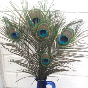 5 Gorgeous Peacock Tail Feathers