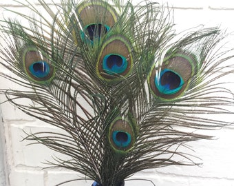 5 Gorgeous Peacock Tail Feathers