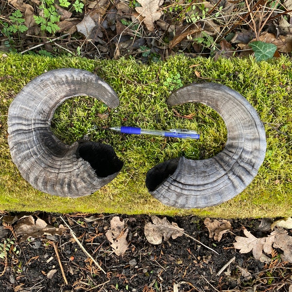 Une paire de vraies cornes de bélier mouton race rare