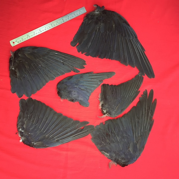 Six Crow Wings Assorted Sizes