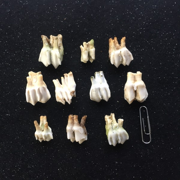 Ten Deer Teeth for crafting, display etc