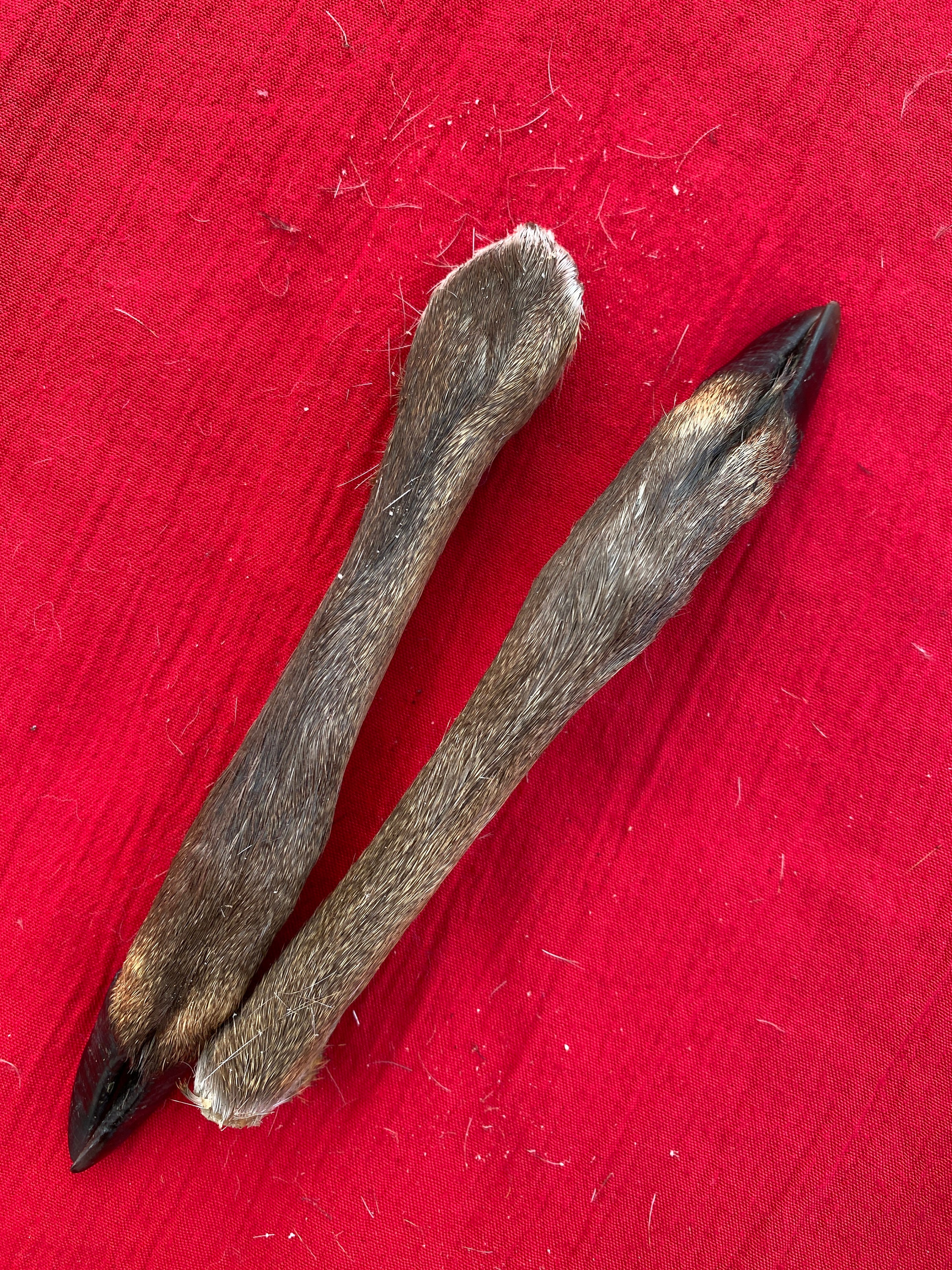 A Pair of English Muntjac Deer Feet Etsy