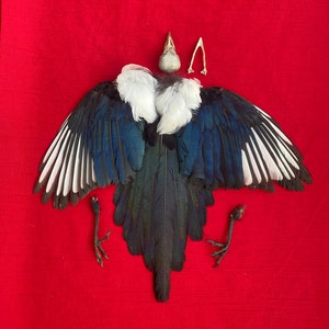 Pie Ailes Pieds Crâne Os Plumes
