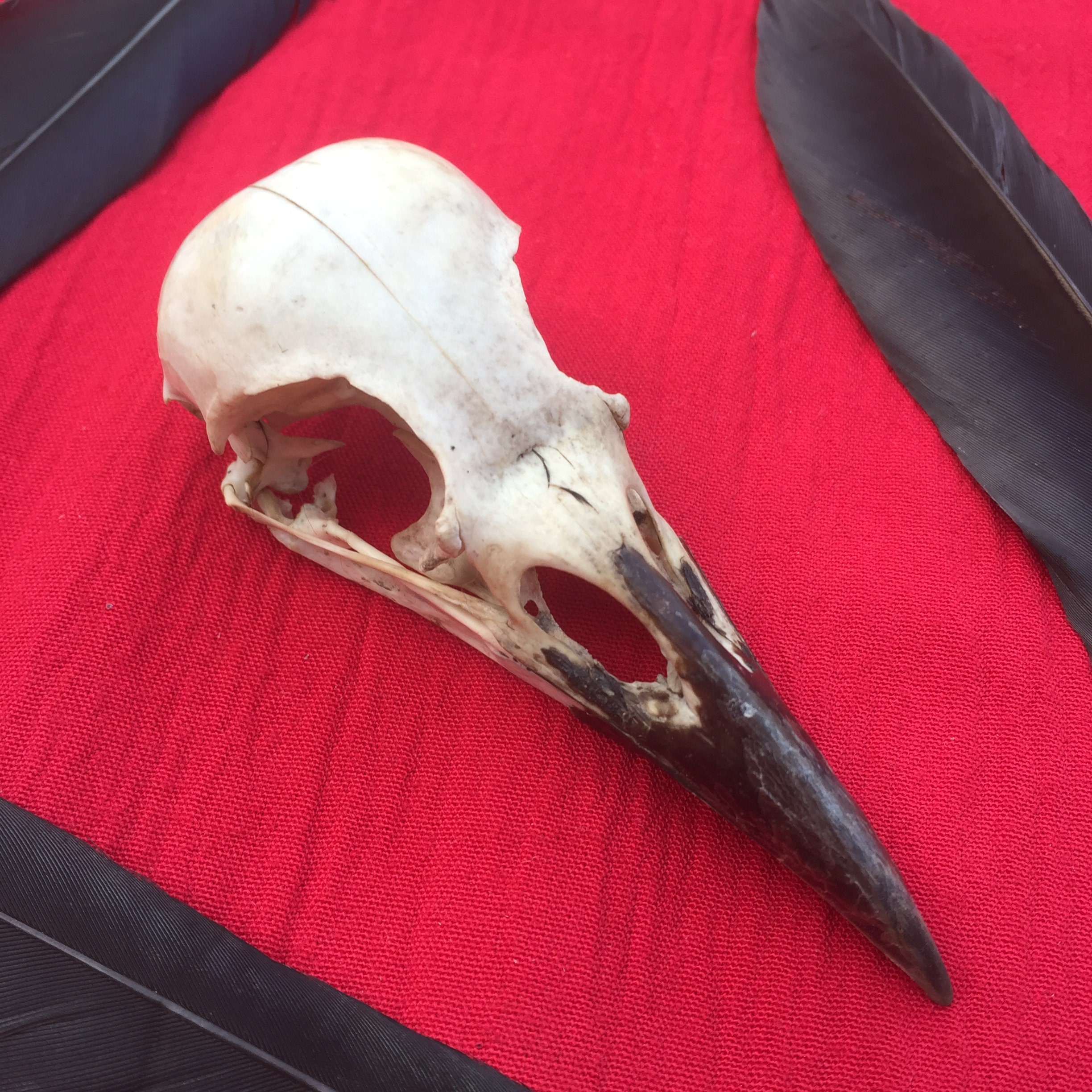 A Crow Skull With Black Beak Bones - Etsy Canada
