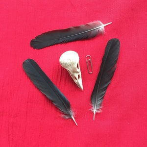 Un vrai crâne de corbeau choucas