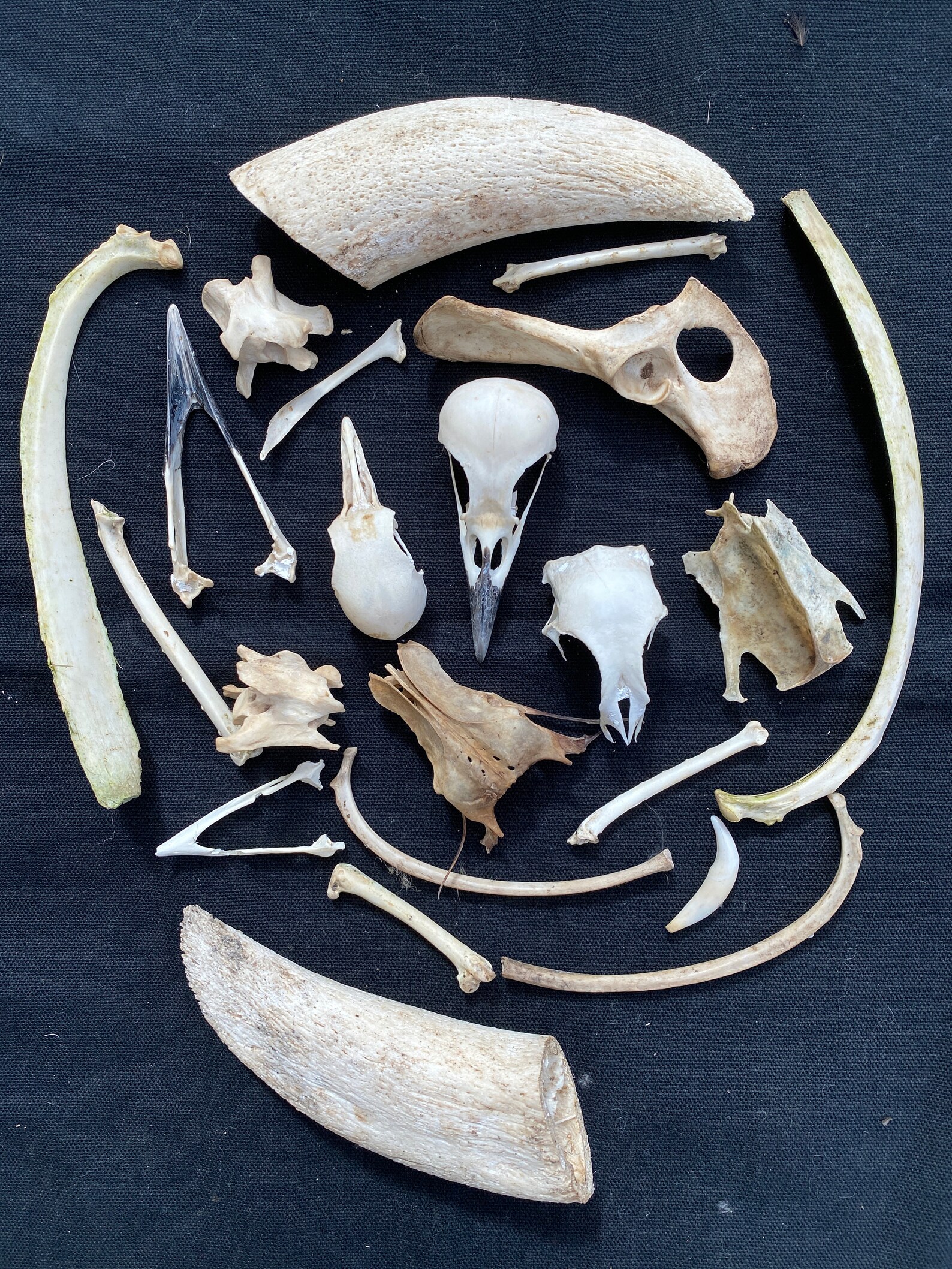 20 Animal Bird Bones Skulls Horns Collection Etsy