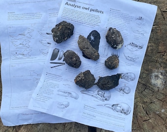 Three English Barn Owl pellets with instructions for dissection and identification