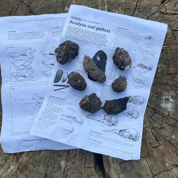 Three English Barn Owl pellets with instructions for dissection and identification