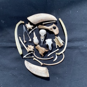 20 Animal Bird Bones Skulls Horns Collection