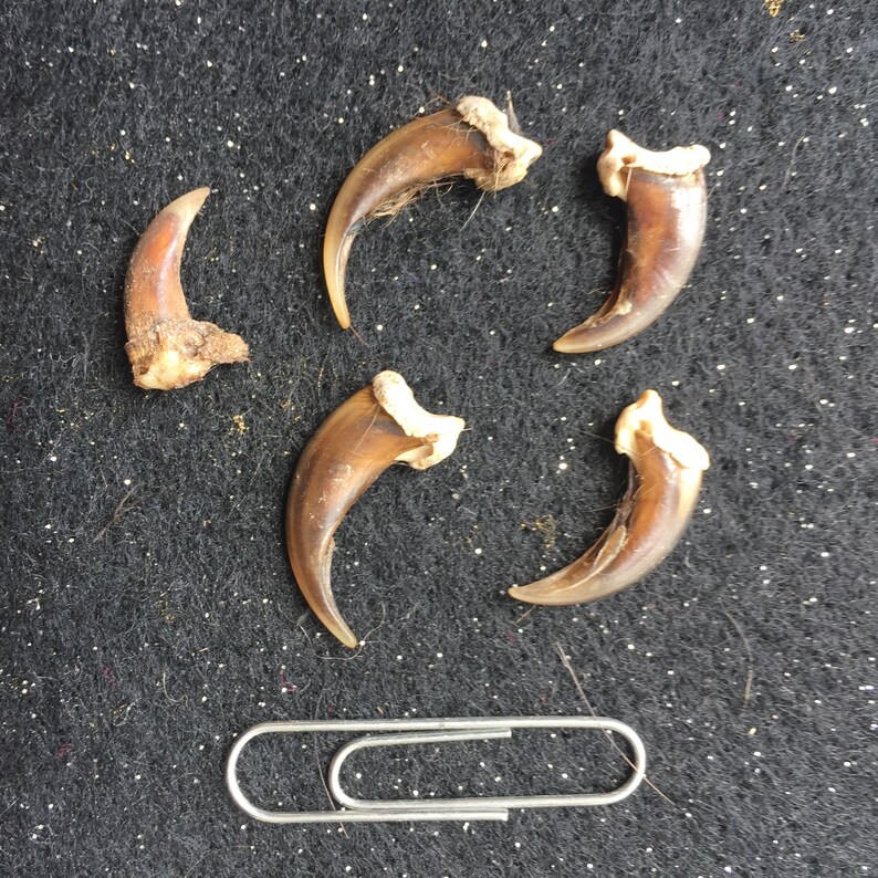 Five Red Fox Claws for Crafting Etsy