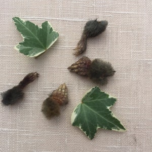 Four Mole Feet dried and preserved for craft projects