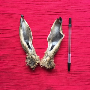 May include: Two brown rabbit ears with fur on a red fabric background. A black pen is placed next to the ears for size comparison.