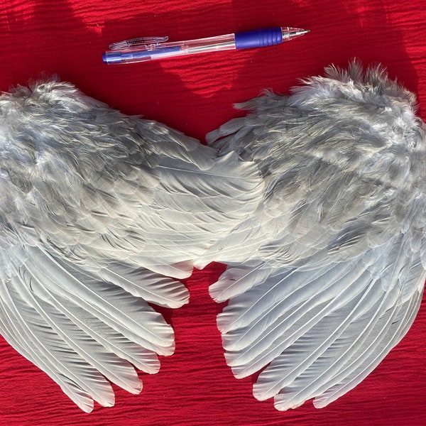 Two preserved rare breed bantam wings.