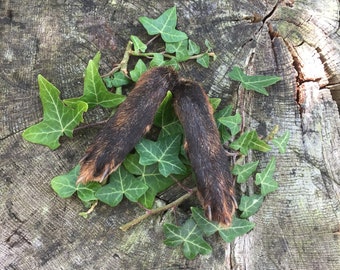 Two English Red Fox Paws or Feet