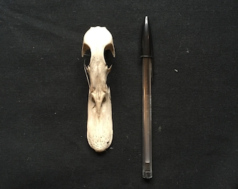 ガチョウの頭蓋骨、鳥の羽、剥製、野鳥、ガチョウの骨 - Etsy 日本