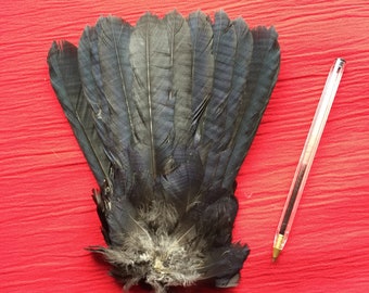 Puede incluir: Una pluma de cola de pájaro negra con una base gris, expuesta sobre un fondo de tela roja. Un bolígrafo transparente se coloca a la derecha de la pluma para la escala.