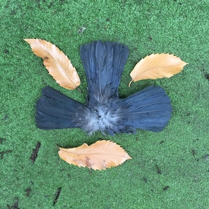 Three Jackdaw Tail Fans for crafting