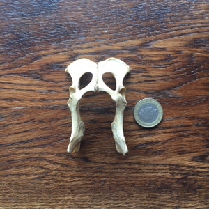 Red Fox Bone