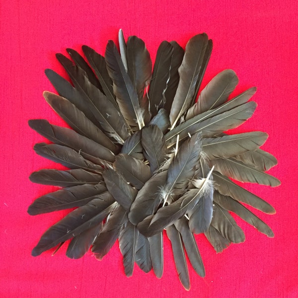 50 assorted English Carrion Crow wing feathers