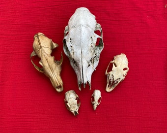 5 Wild Animal Skulls