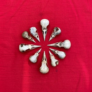 Ten Crow Skulls