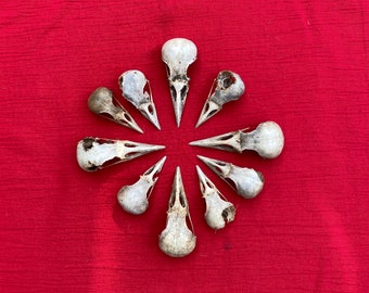 Ten Crow Skulls