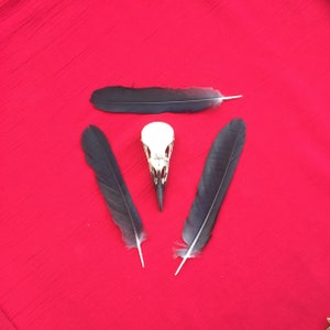 A Crow Skull with Black Beak bones