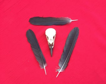 A Crow Skull with Black Beak bones