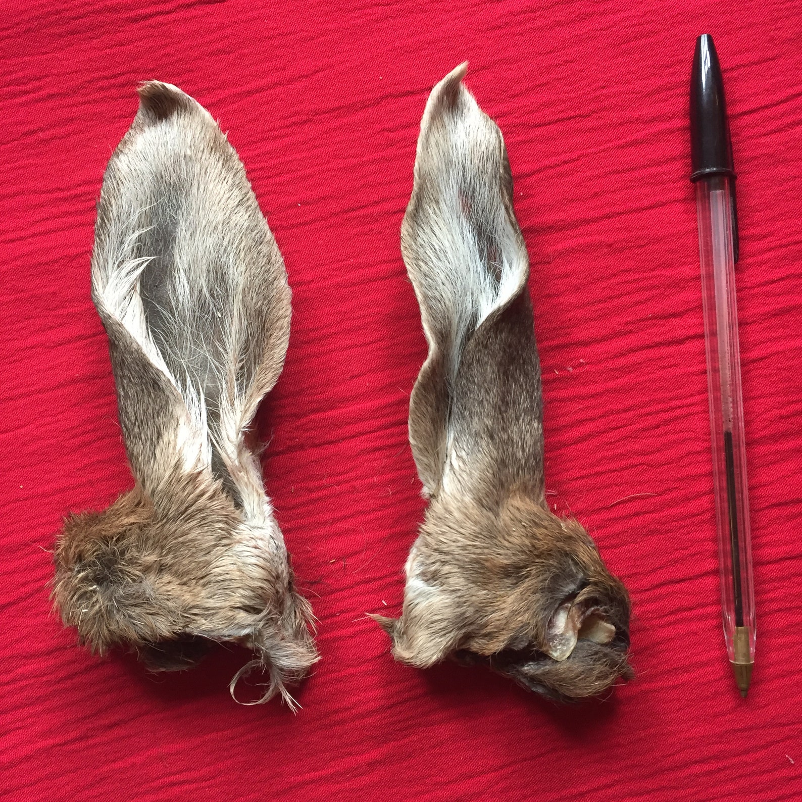 A Pair of Fallow Deer Ears Etsy