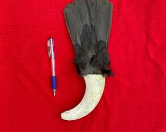 Puede incluir: Un objeto decorativo con una base de cuerno curvada de color blanquecino y un grupo de plumas de color gris oscuro. Un bolígrafo azul y transparente se coloca junto al objeto sobre un fondo rojo.