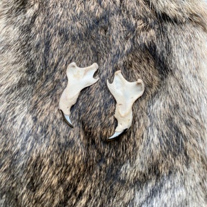 A pair of Grey Squirrel Jaw Bones and teeth