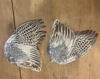 ガチョウ 頭骨 A 即納☆ 高品質 ガチョウ 頭骨 ♂ - 頭骨・骨格標本・剥製販売