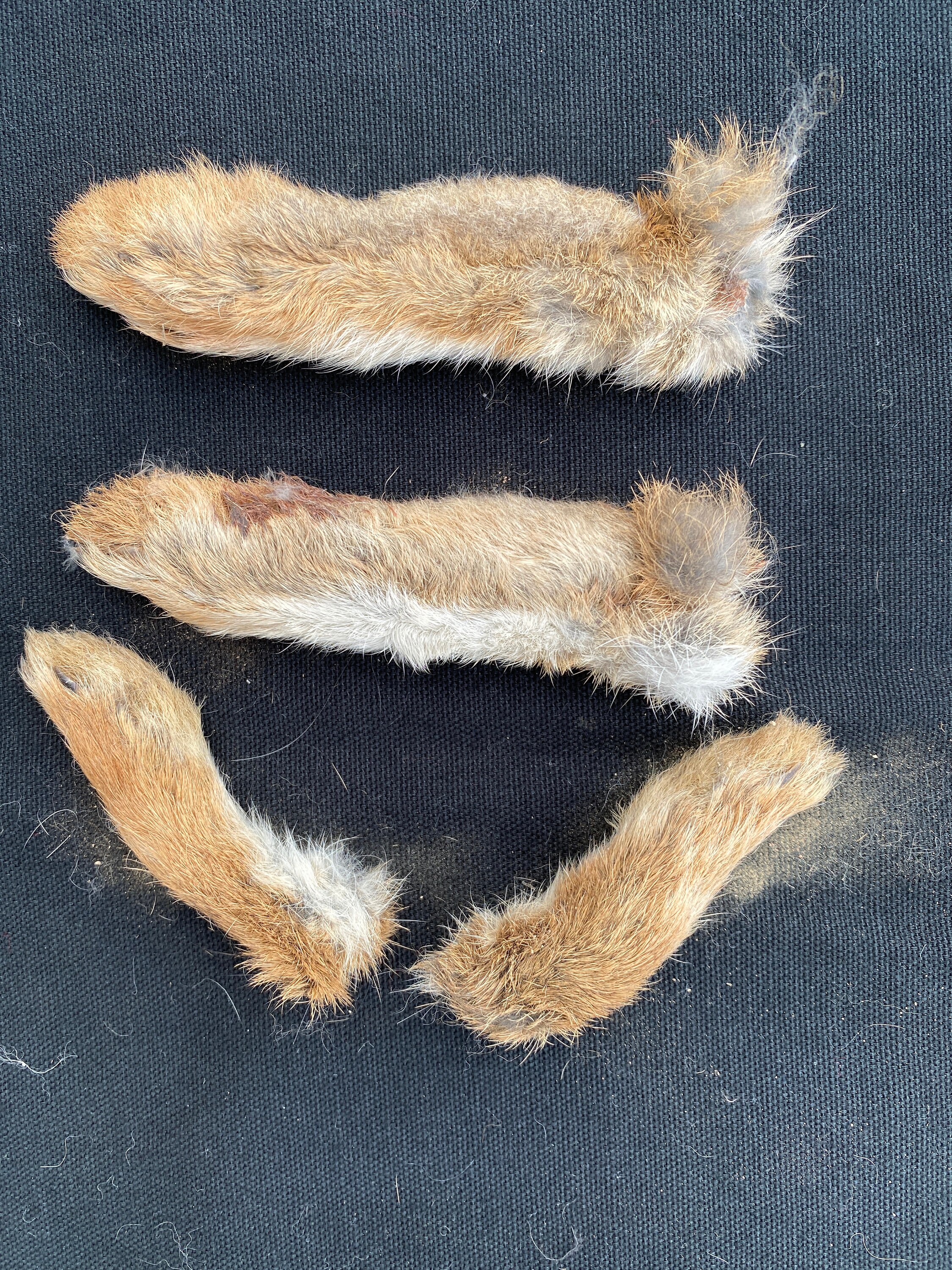 Project Example Rabbit Foot Four Wild Rabbit Feet for Craft Projects - Etsy