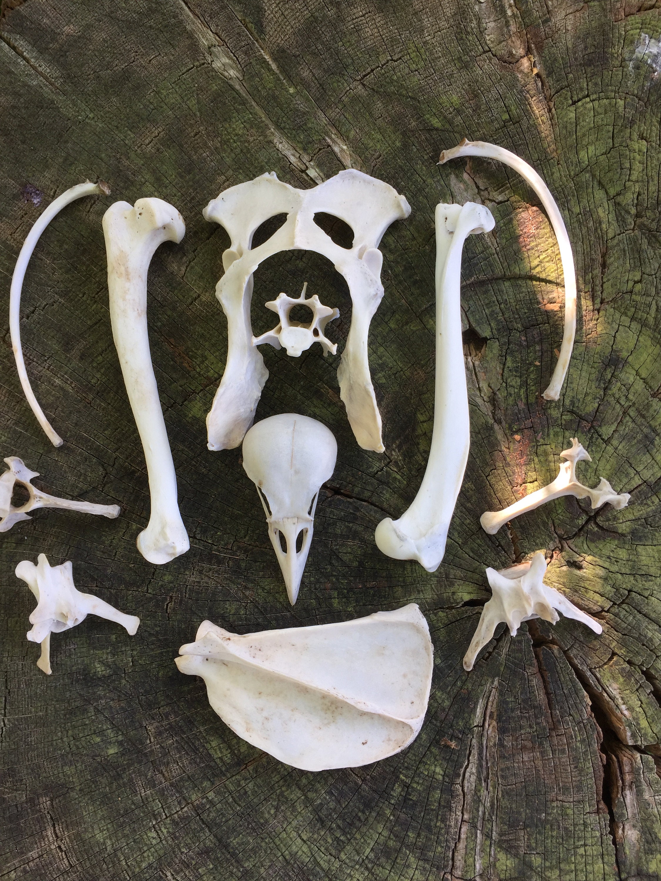 A Collection of Fox Bones and Crow Skull - Etsy