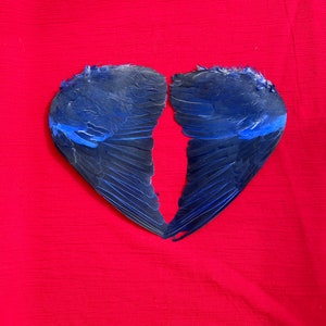 A Pair of Blue Pigeon Wings